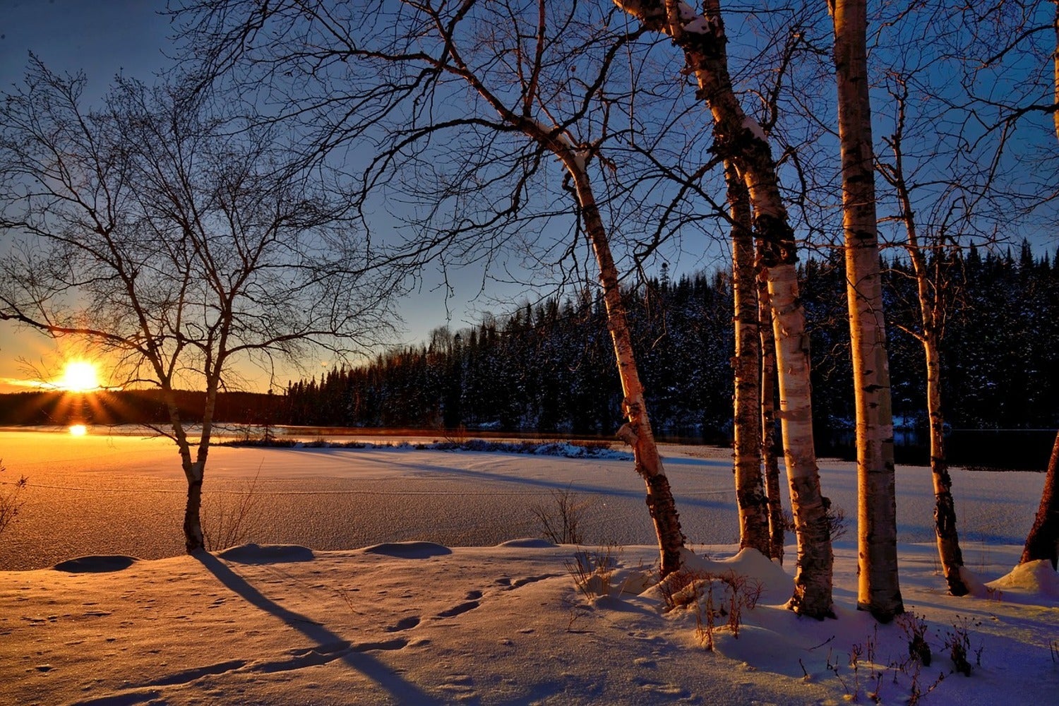 Fototapet Birches in the sunset