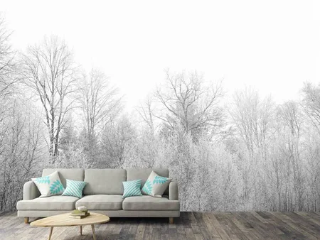 Wall Mural Photo Wallpaper Birches in the snow