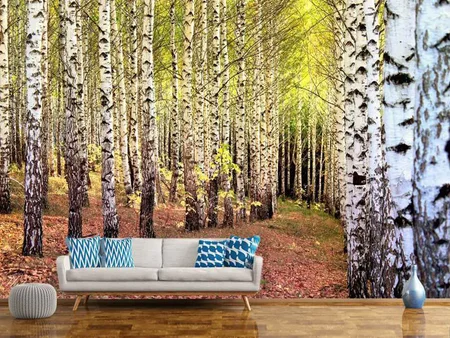 Wall Mural Photo Wallpaper the path between birches
