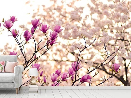 Valokuvatapetti Beautiful magnolia XL