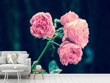 Fotobehang Beautiful pink roses