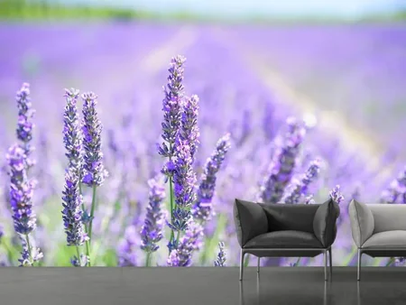 Valokuvatapetti The lavender blossom