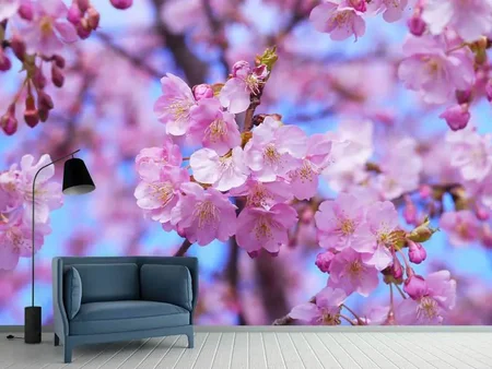 Wall Mural Photo Wallpaper Gorgeous cherry blossom