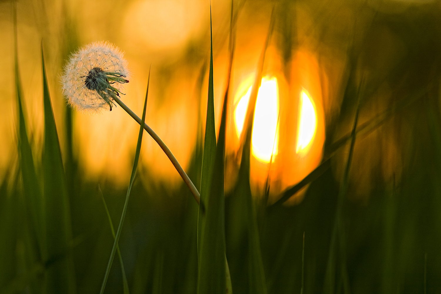 fototapete-sunbathing-jetzt-online-bestellen