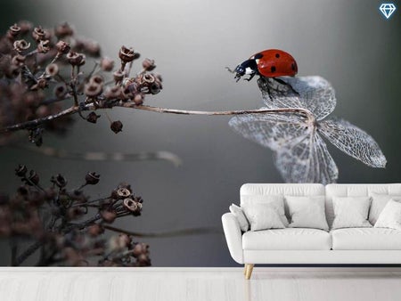 Papier peint photo Ladybird On Hydrangea