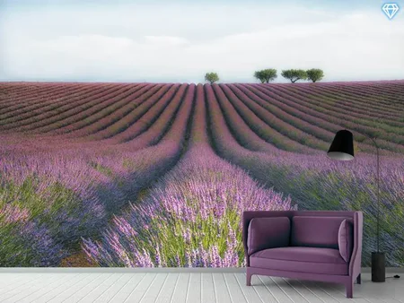 Fotobehang Velours De Lavender