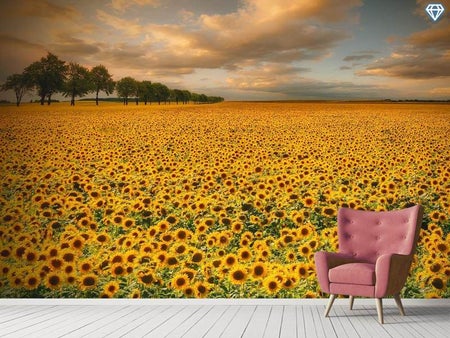 Fototapete Sunflowers