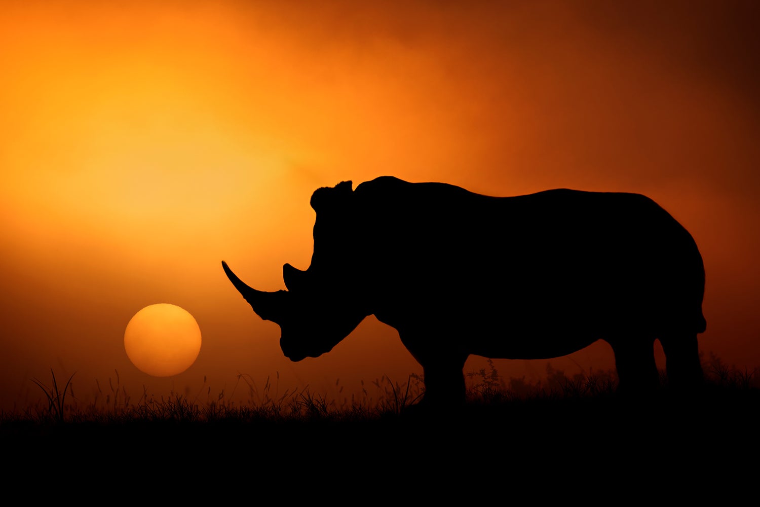 Africa Light Morning Rhino Wallpaper Background Best Stock Photos - Image  ID 146799 | TOPpng