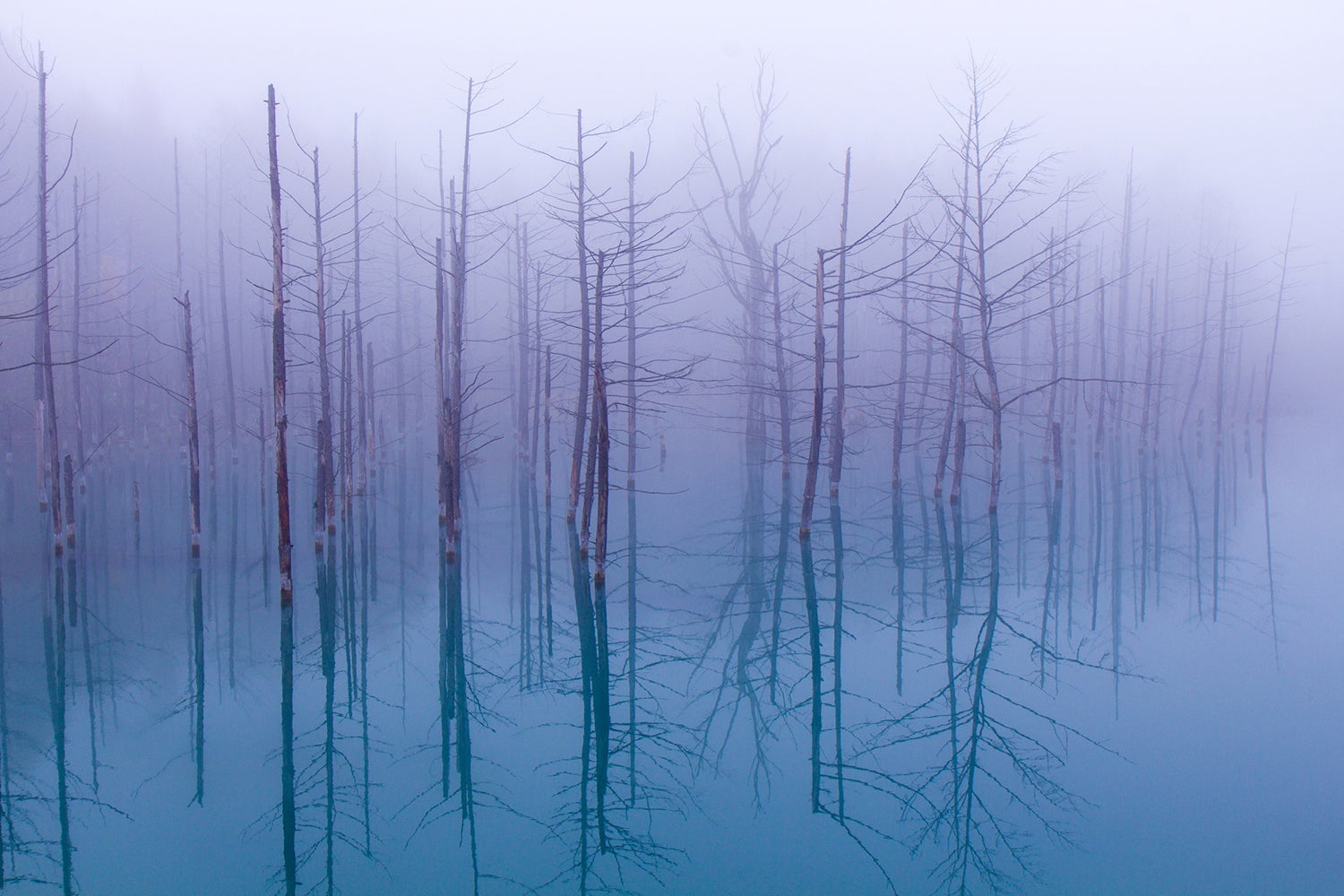 Fotomurale Misty Blue Pond