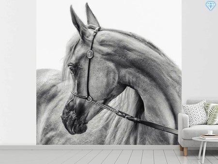 Wall Mural Photo Wallpaper The Arabian Horse