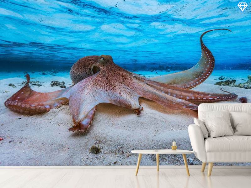 Fotomurale Octopus