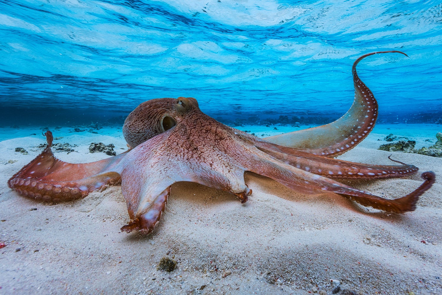 Papier peint photo Octopus