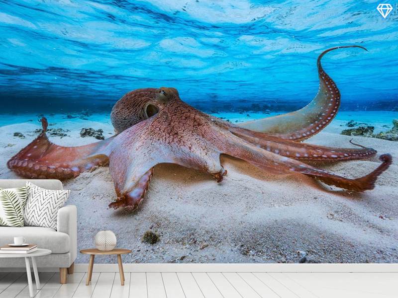 Wall Mural Photo Wallpaper Octopus