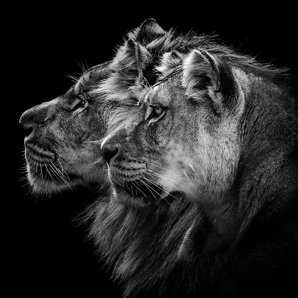 Fototapete Lion And Lioness Portrait