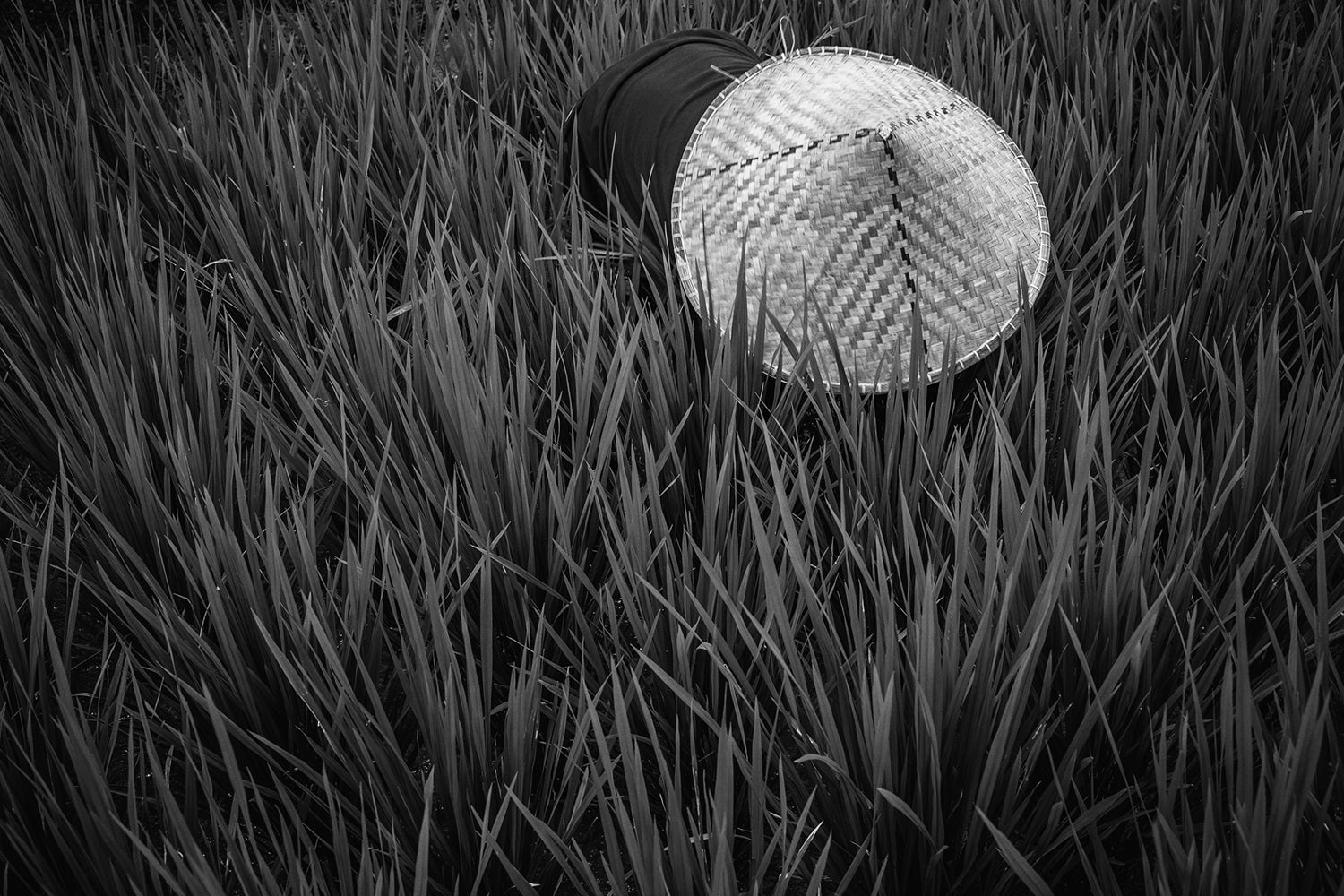 Fotomurale Rice Fields In Bw