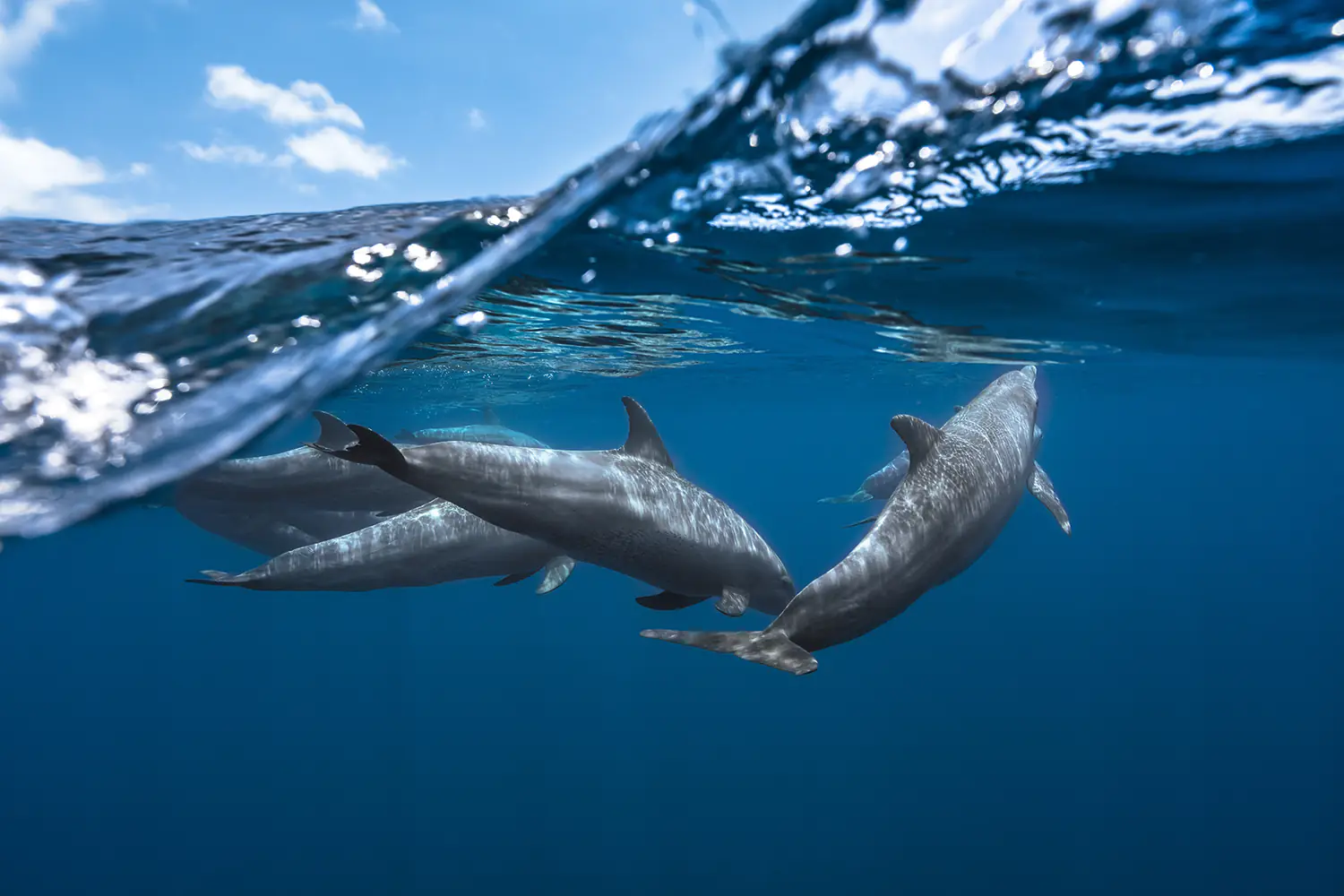 Fotobehang Dolphins