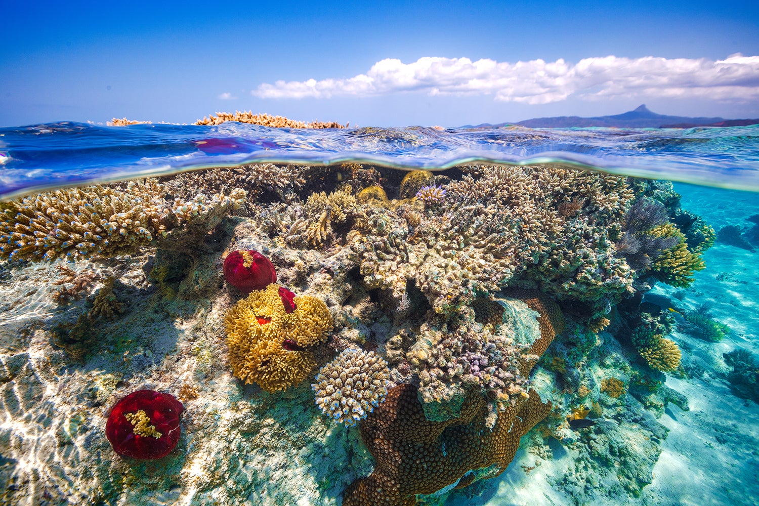 Fototapete Mayotte - the Reef