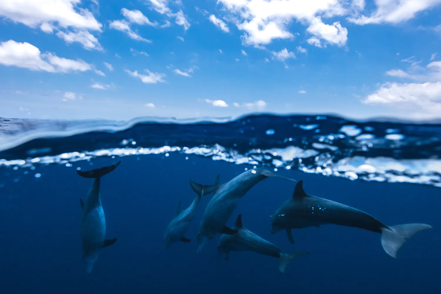 Wall Mural Photo Wallpaper Between Air And Water With The Dolphins