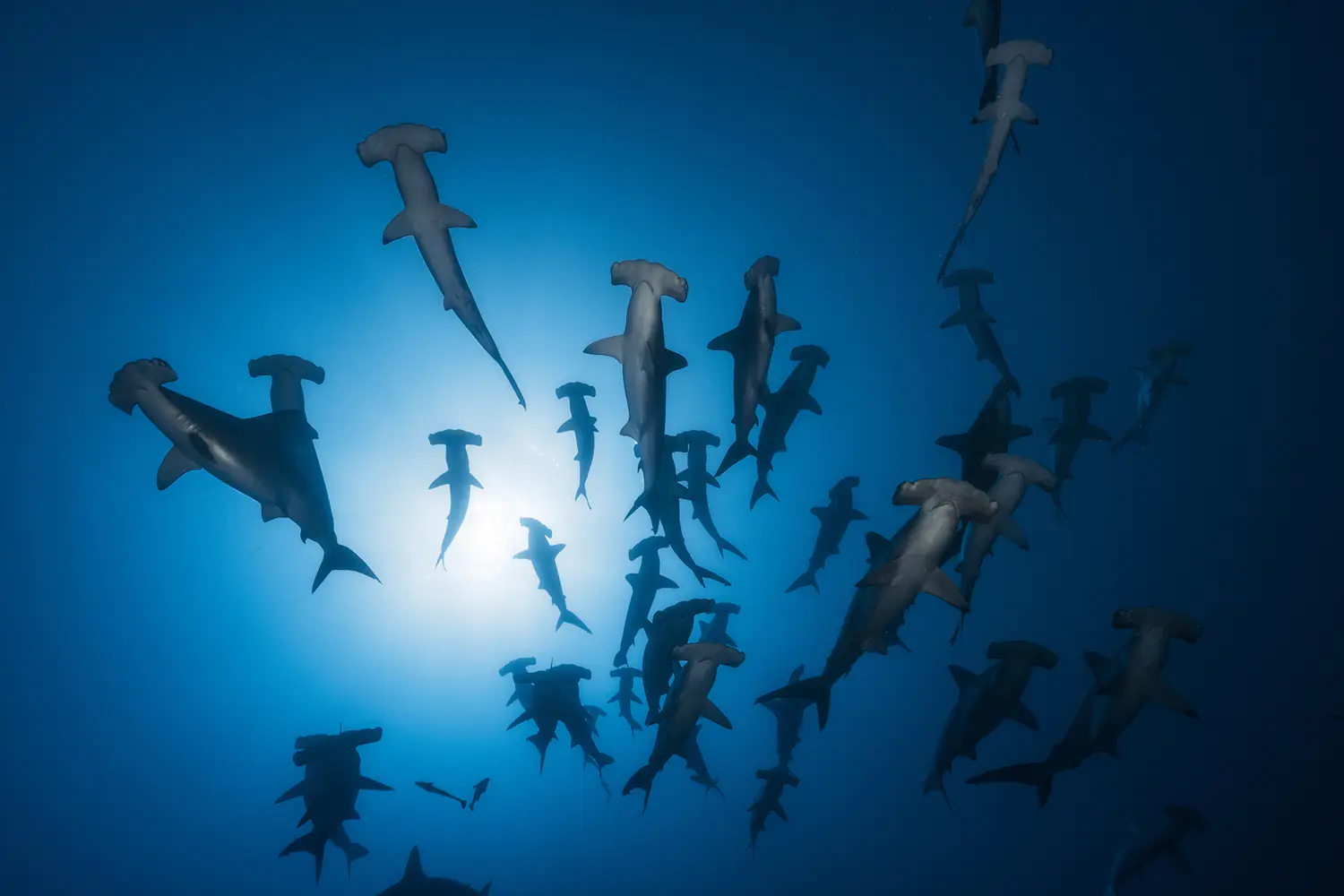 Fototapet Hammerhead Shark - Underwater Photography