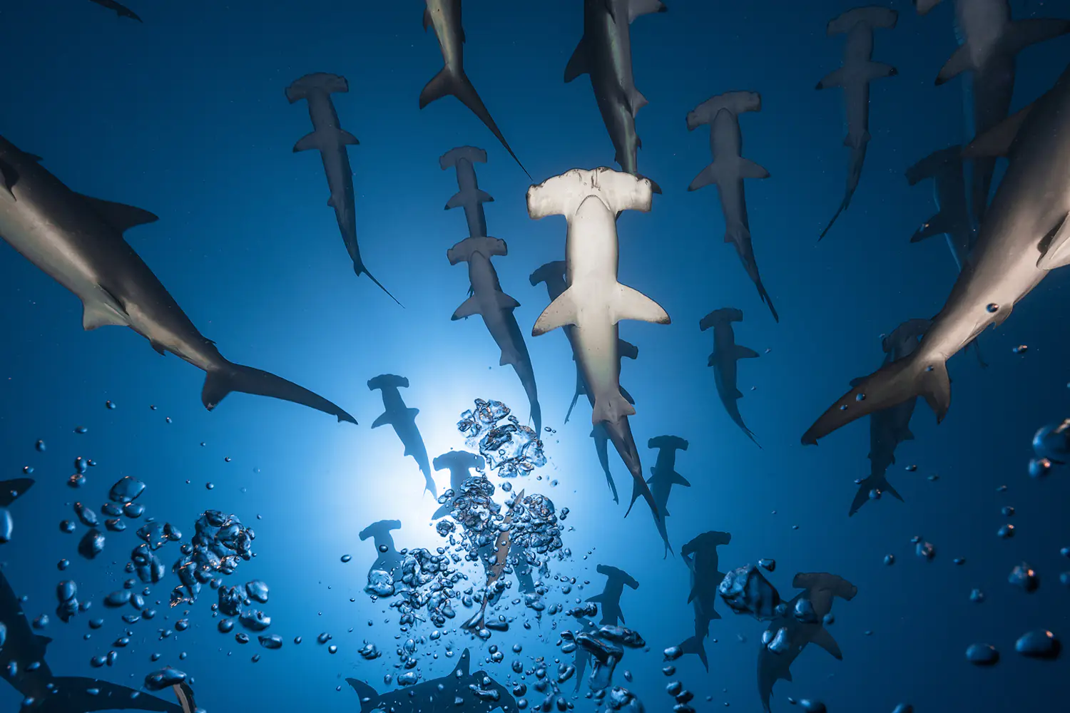 Fototapet Hammerhead Shark