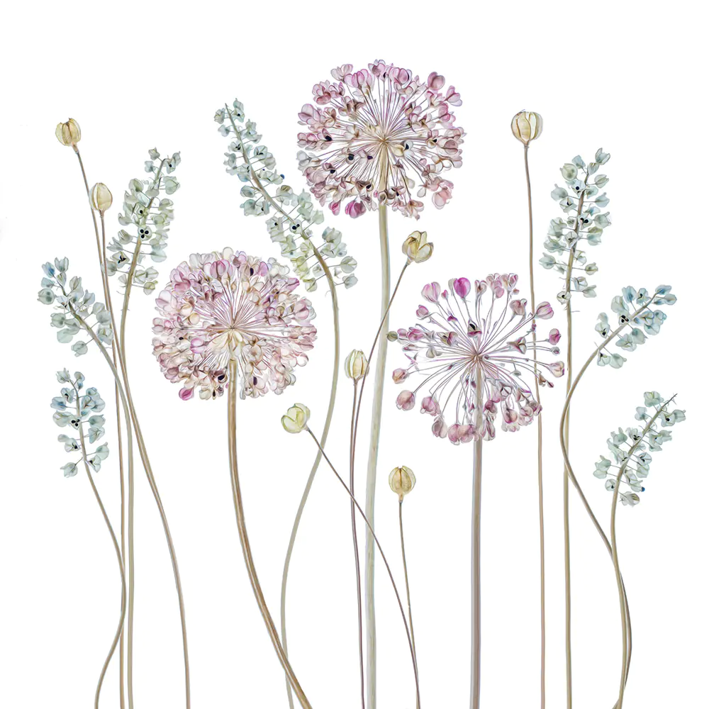 30+ Allium Gladiator Stock Photos, Pictures & Royalty-Free Images - iStock