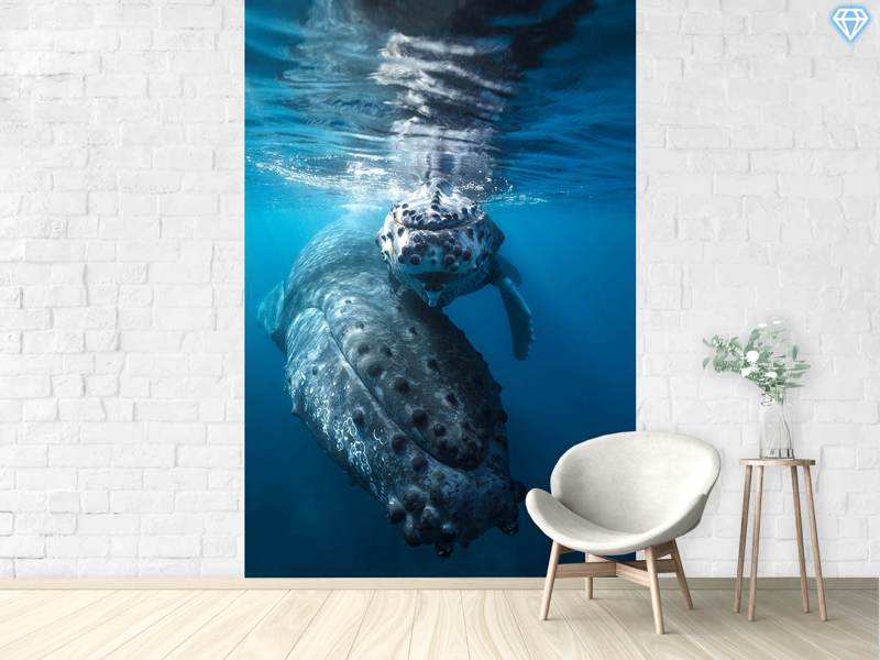 Papier peint photo Humpback Whale And Calf