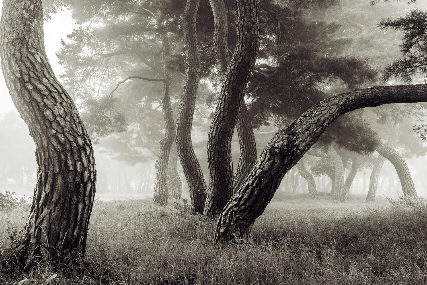 Fototapete Pine Grove In Fog