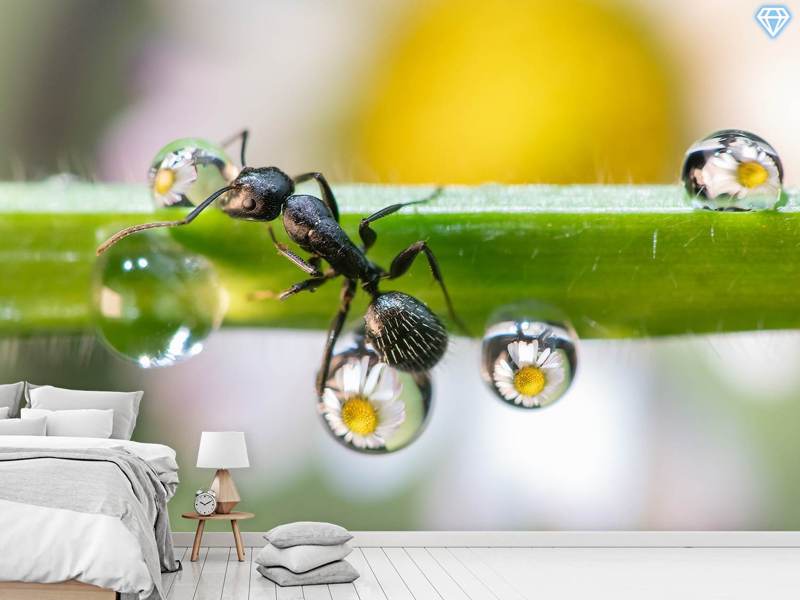 Wall Mural Photo Wallpaper The Ant Between The Drops