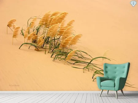 Valokuvatapetti Pampas Grass In Sand Dune