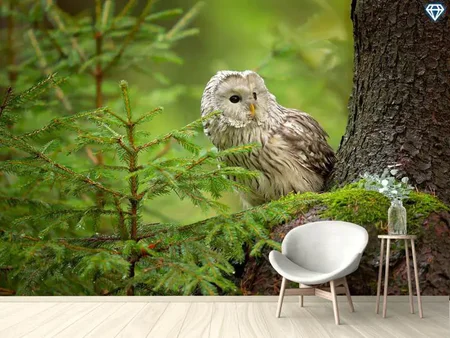 Fototapete Ural Owl