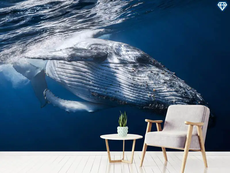 Wallpaper whale, 5k, 4k wallpaper, 8k, ocean, Nature #12586 - Page 431