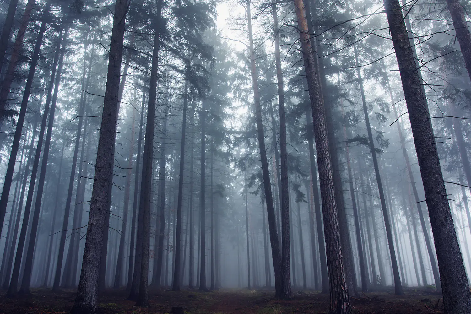 Wall Mural Photo Wallpaper Mysterious Foggy Forest