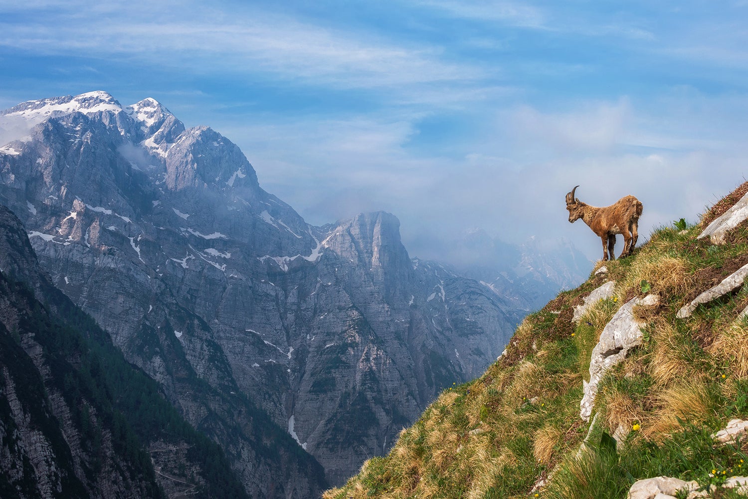Fotomurale Alpine Ibex In The Mountains