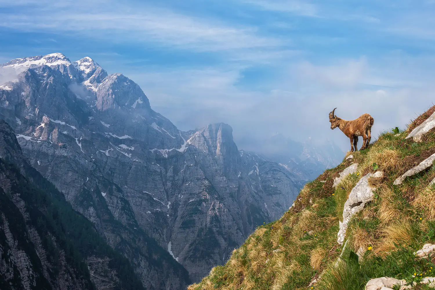 Papier peint photo Alpine Ibex In The Mountains