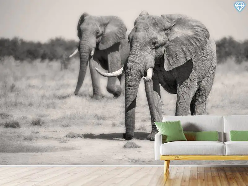 Papier peint photo Twin Elephants