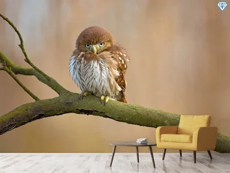 Fototapete Ferruginous Pygmy Owl