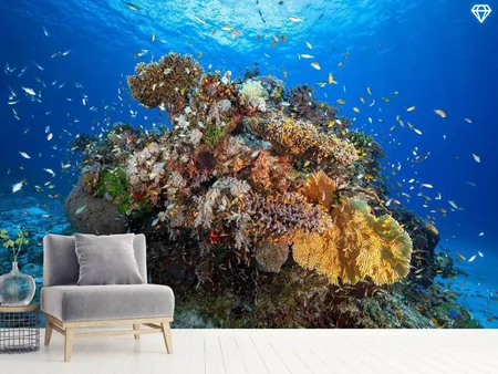 Wall Mural Photo Wallpaper Underwater Biodiversity