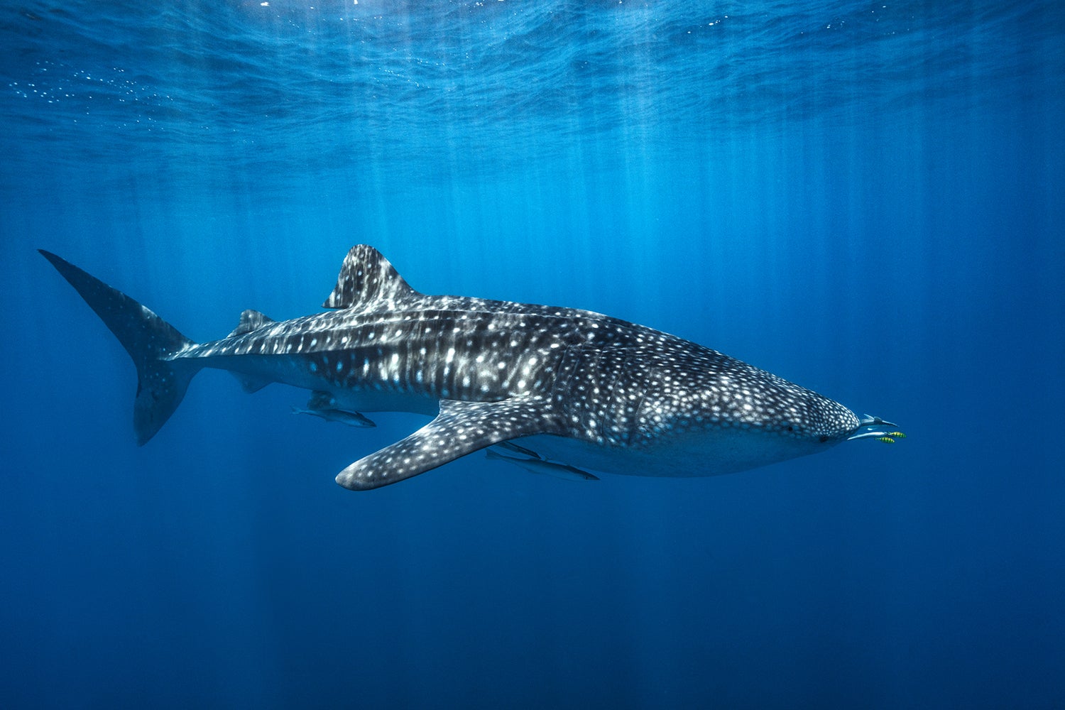 whale shark wallpaper