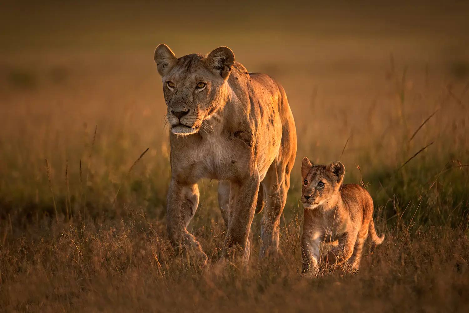 Fotomurale Mom Lioness With Cub