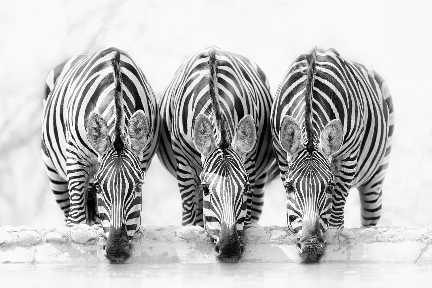 Fototapet Zebras