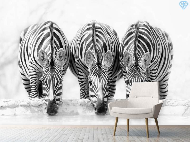 Papier peint photo Zebras