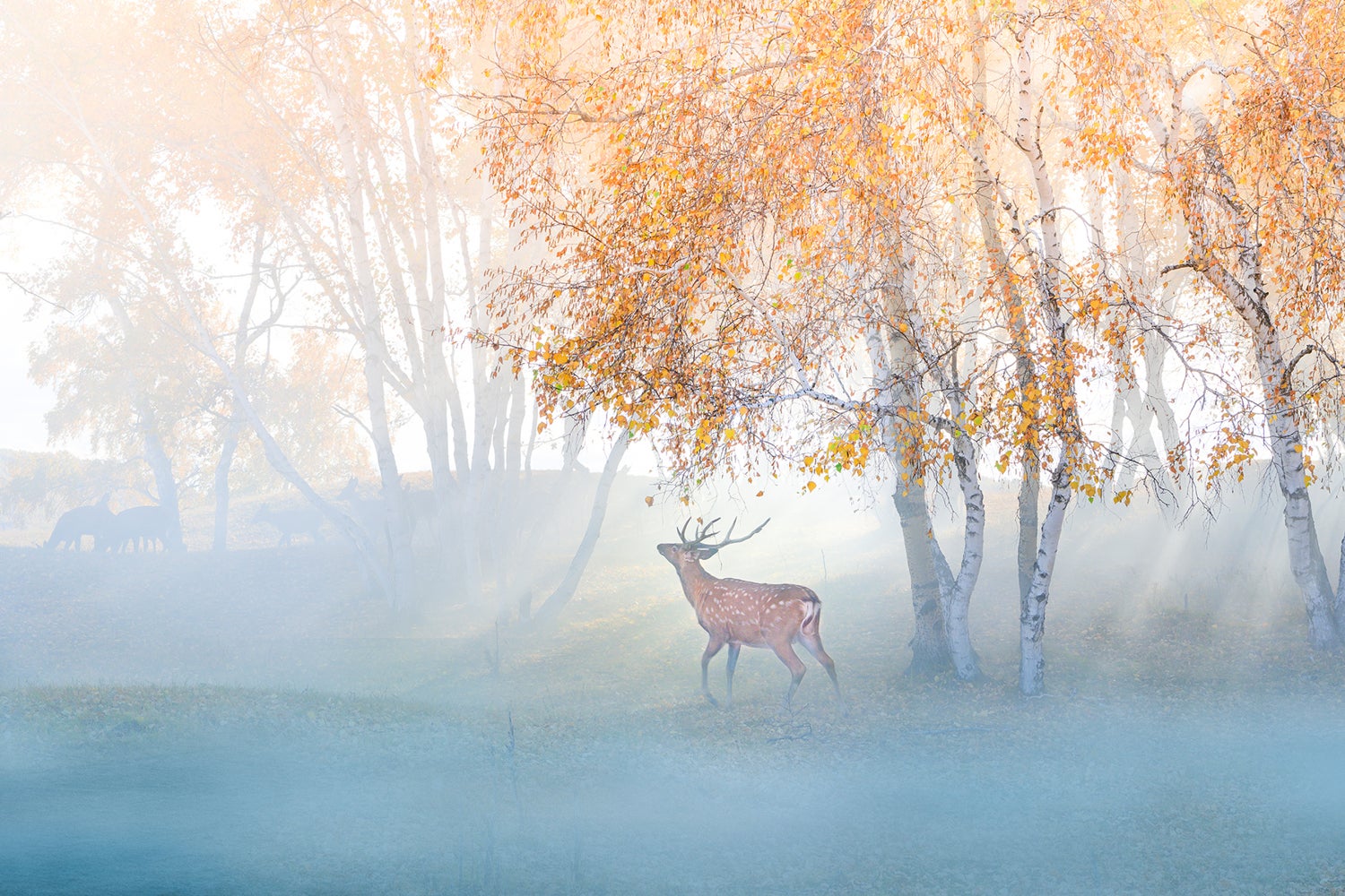 Fototapet Elk Lost In Mist