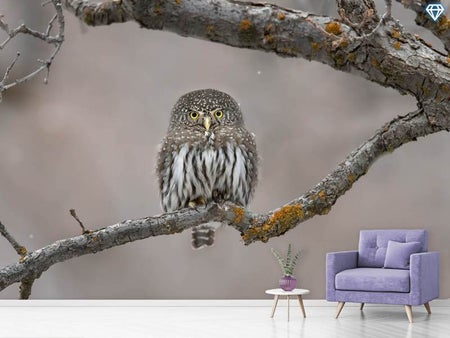 Wall Mural Photo Wallpaper Little Guy In The Snow