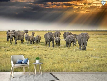 Fotobehang For The Love Of Elephants