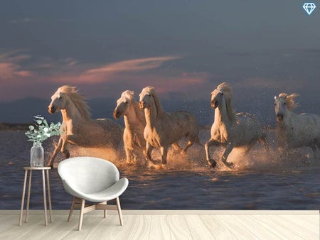 Fototapete Camargue Horses On Sunset