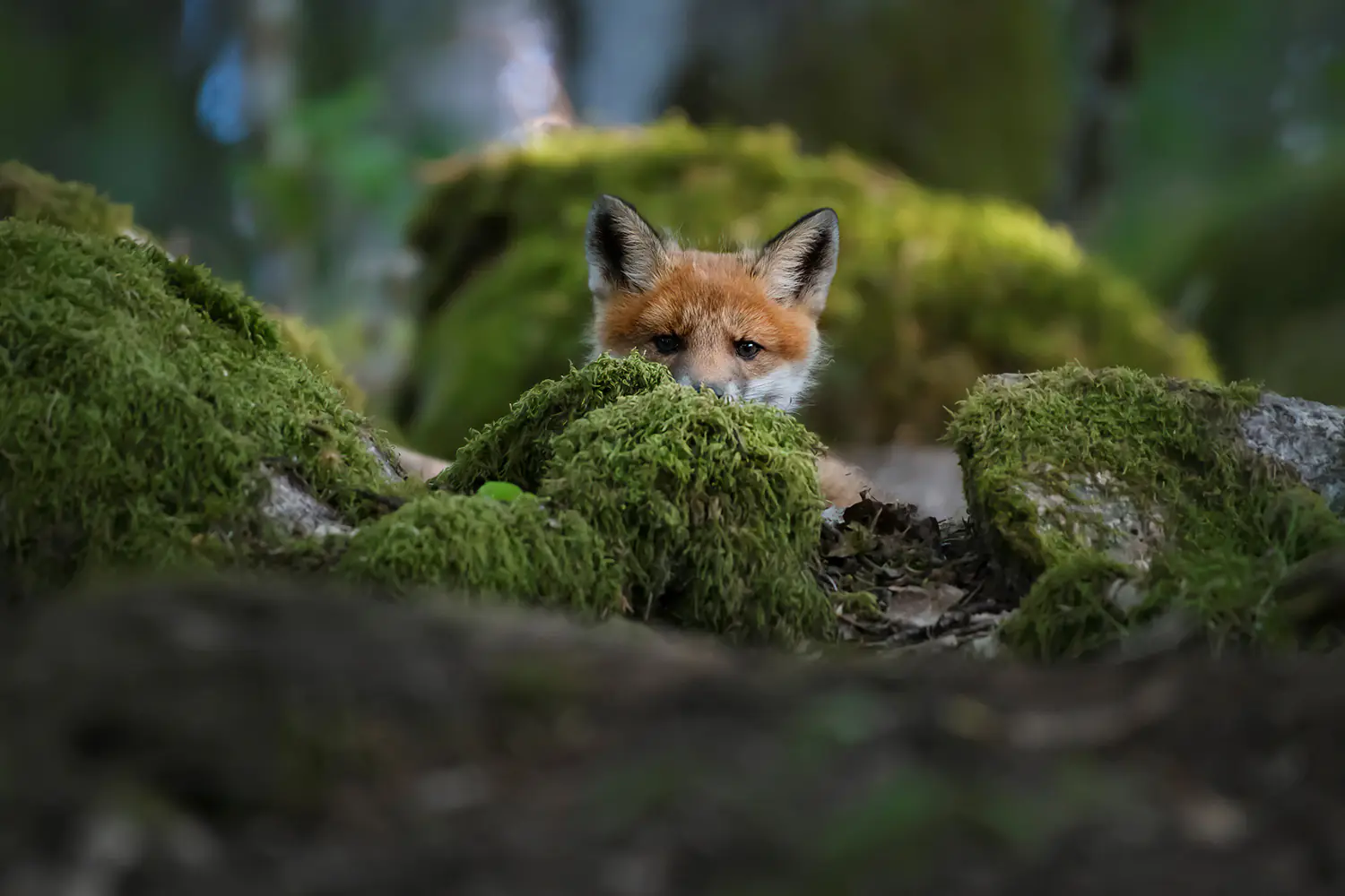 Fotomurale Curious Fox