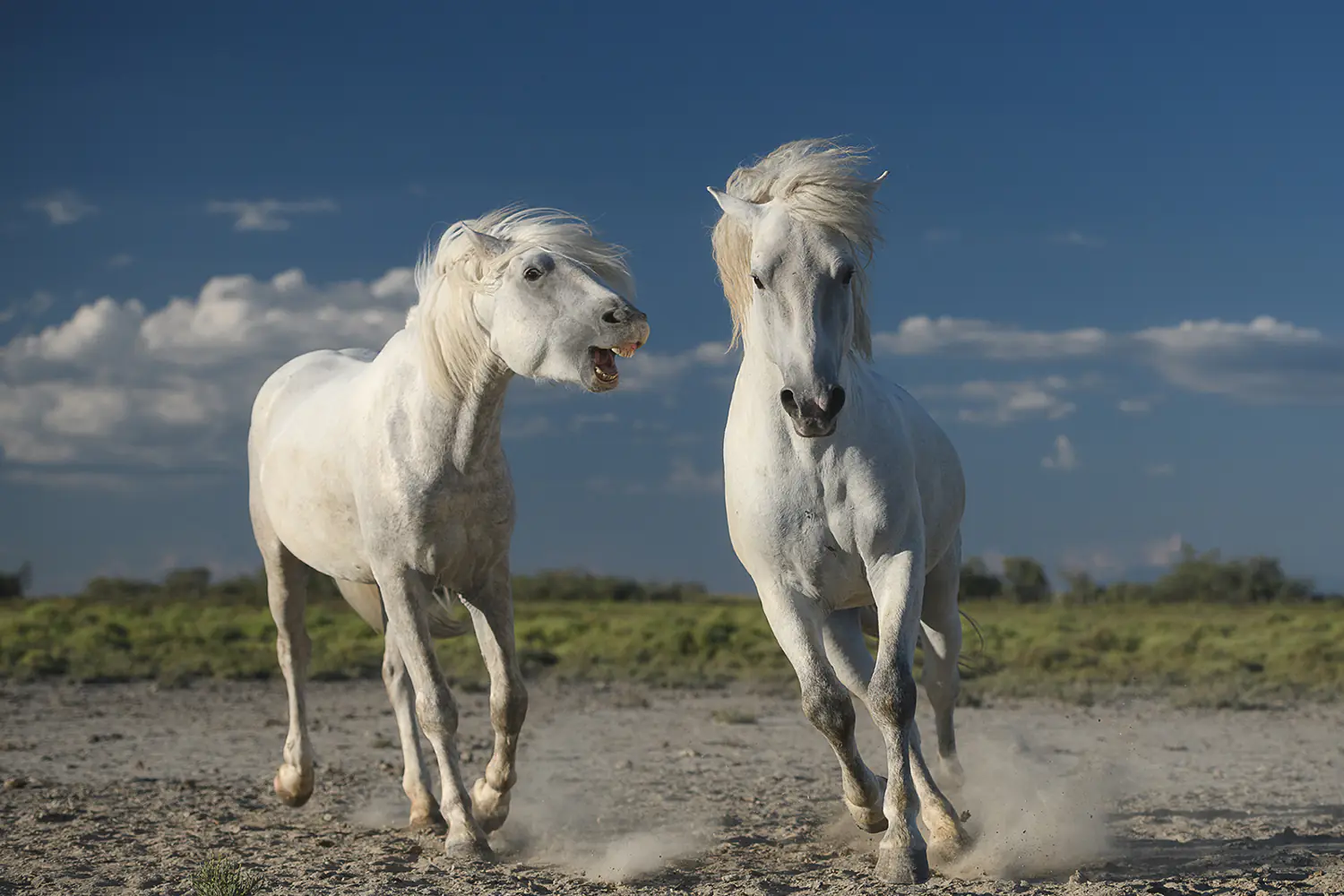 Fotomurale White Horses