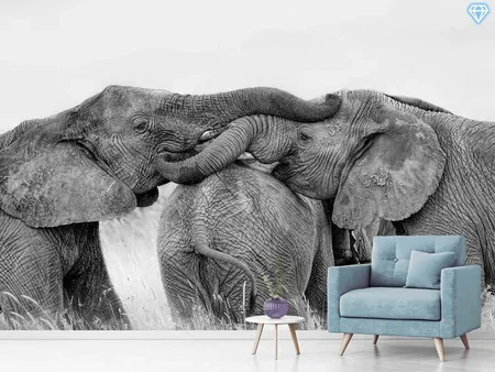 Papier peint photo Elephant Playing
