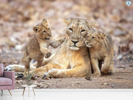 Fototapet Asiatic Lioness