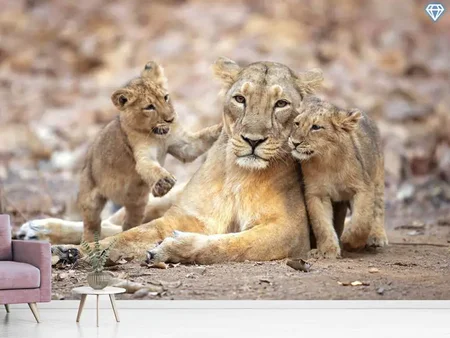 Fototapete Asiatic Lioness